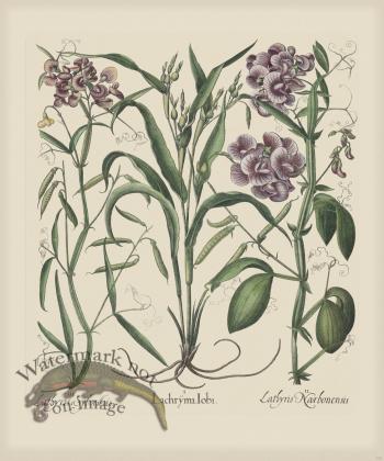 Besler 299 Colored B2